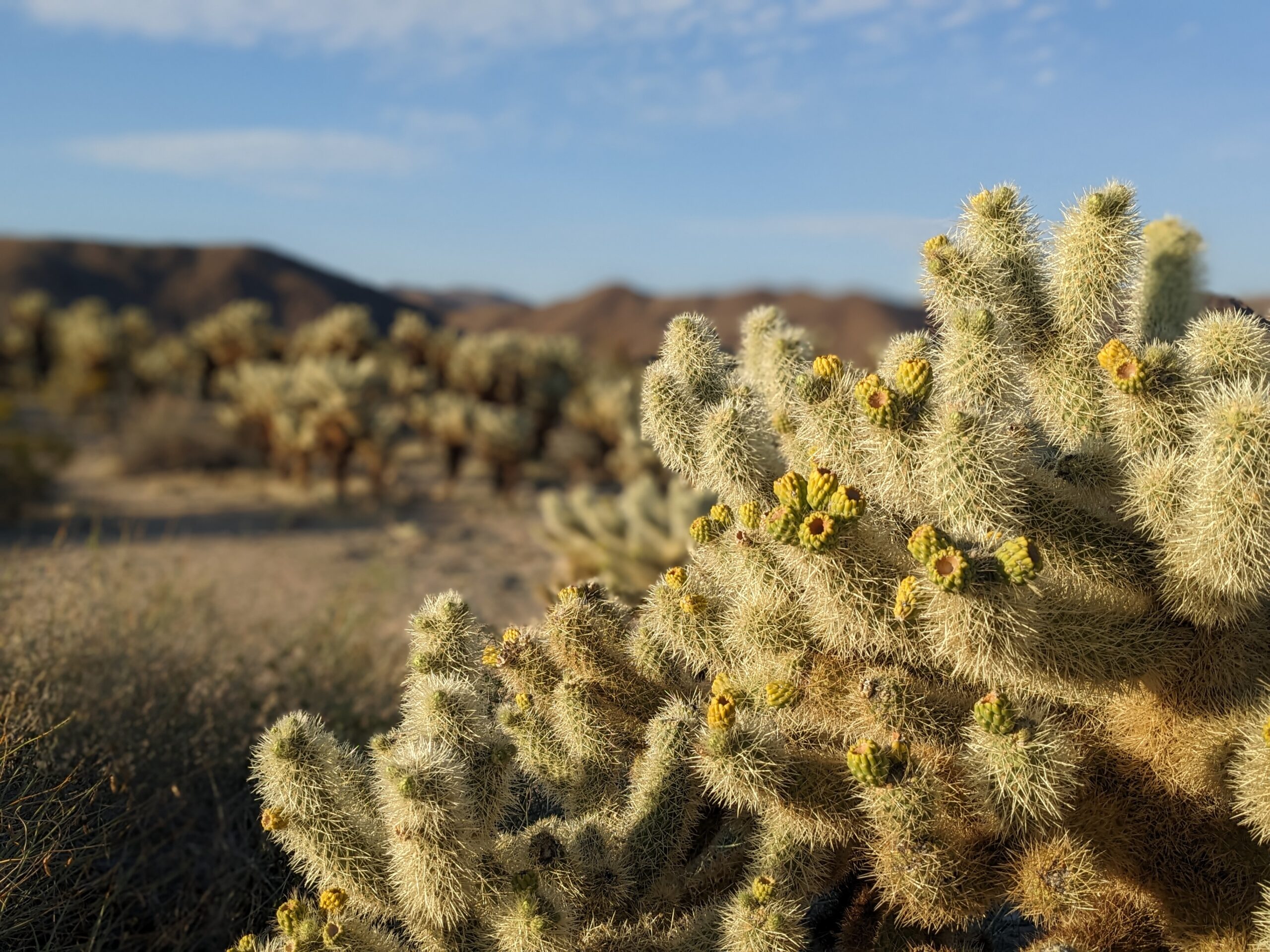 Joshua Tree
